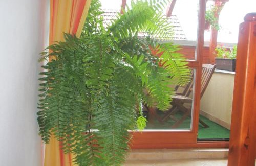 Smizany House | Villa Elena