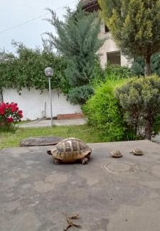 Berat House | Villa Juri Garden