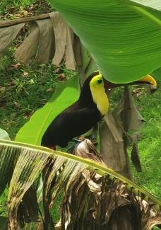 Drake Bay Bed & Breakfast | Villa Manolo Lodge, Ocean and Forest View
