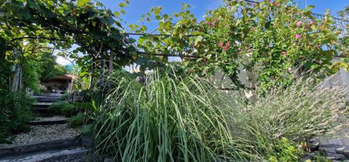 Veli Brgud House | VILLA SALVIA - Holiday house with pool -