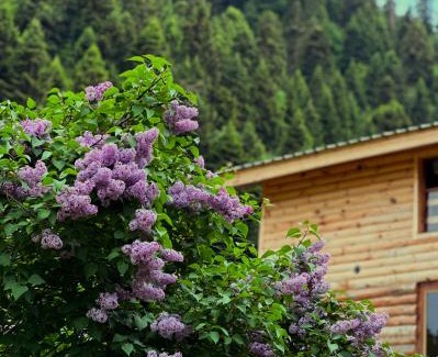 Glola Villa | Villa Shoda