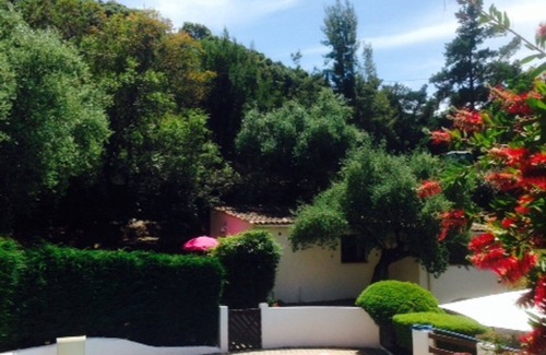 Eccica-Suarella Villa | VILLA UNDER THE OLIVE TREES
