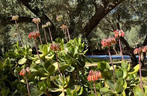 Ait Faska Villa | Villa Zaïtoun