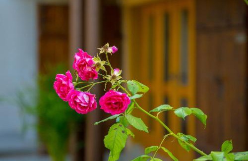Trska Gora Apartment | Vineyard cottage Rustika