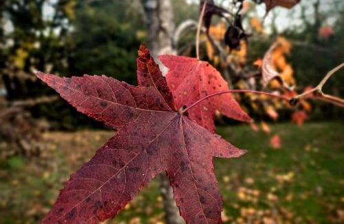 Partido de Tigre House | Viva el Delta