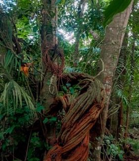 Alter do Chao Other | Viverde selva Redario natural