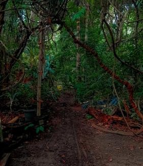 Alter do Chao Other | Viverde selva Redario natural