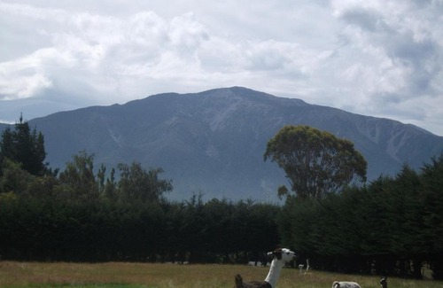 Kaikoura House | Wacky Stays - unique farm-stay glamping rentals, FREE animal feeding tours