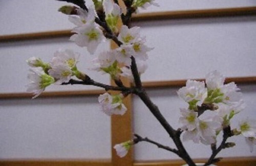 Sakata Hotel | Wakaba Ryokan / Vacation STAY 29372