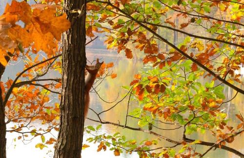 Neuzelle Hotel | Waldsee Hotel am Wirchensee