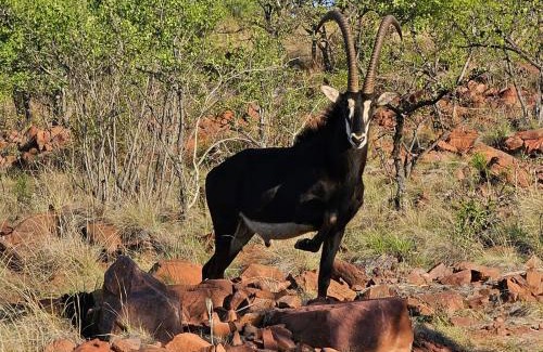 Kranspoort Vakansiedorp Cabin | Waterfall Safari Lodge