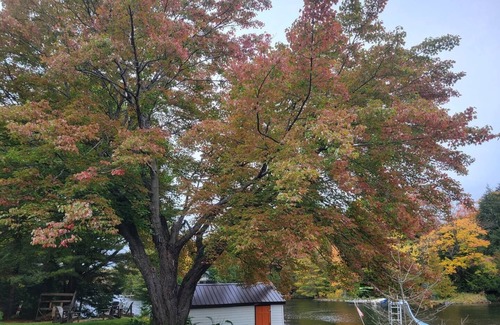 Norland Cottage | Waterfront cottage & Bunkie on a big lot!