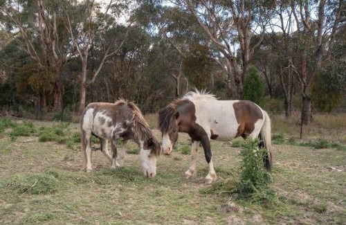Buninyong Villa | Waterfront Tiny Home in FarmStay