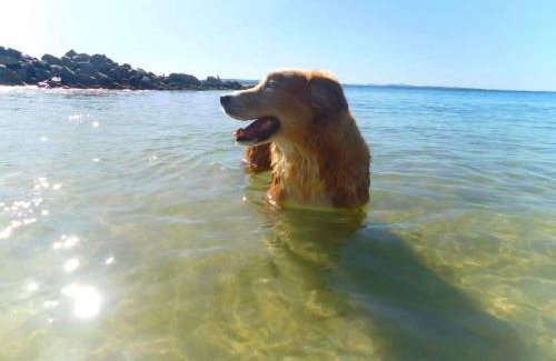 Boat Harbour House | Waves at Boat Harbour, 65 Kingsley Dr - stunning house, fantastic waterviews and dog friendly