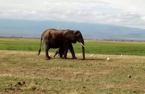 Amboseli Cabin | WE4Kenya Guesthouses