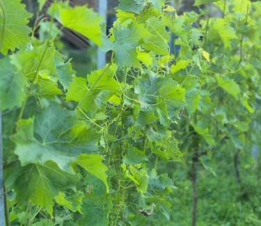Kretzschau Apartment | Weingut Lahmer August Appartment Rebstock