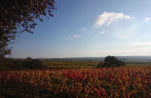 Pulkau House | Weingut Wagner