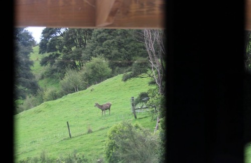 Waitaria Bay Cabin | Weka Cottage