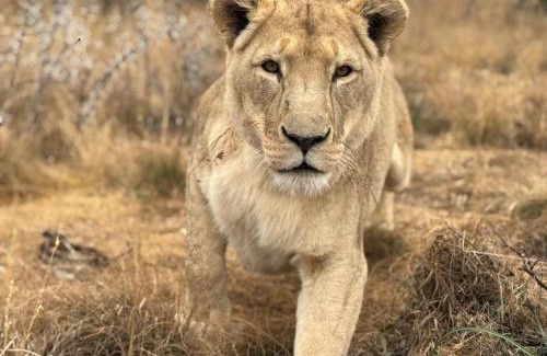 Theunissen Cabin | Weltevreden Game Lodge