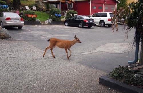 Ucluelet Hotel | West Coast Motel on the Harbour