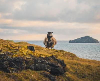 Vestmannaeyjar Hotel | Westman Islands Inn