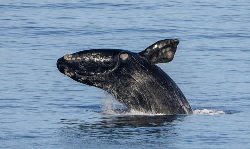 De Kelders Apartment | Whale Cove A103