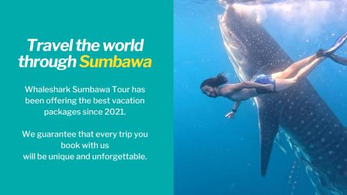 Sumbawa Besar Other | Whale shark private trip