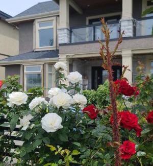 White Rock Bed & Breakfast | White Rose House