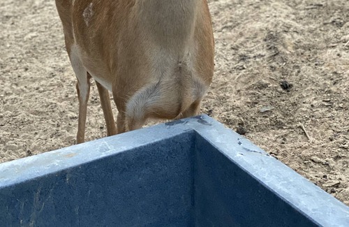 Tyler House | Whitetail deer ranch experience! Observe the raising and caring for of WT deer.