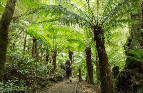 Tarra Valley House | Wild Falls Farmstay in the Majestic Tarra Valley