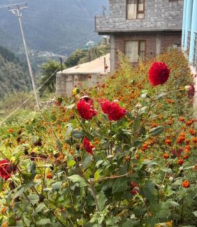 Tosh House | WildFlower
