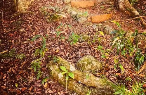 Malanda Cottage | Wildlife & River Cottage nestled in rainforest