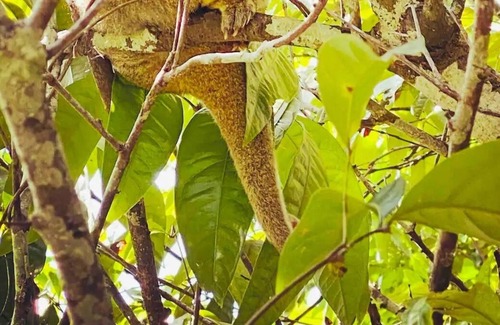 Malanda Cottage | Wildlife & River Cottage nestled in rainforest