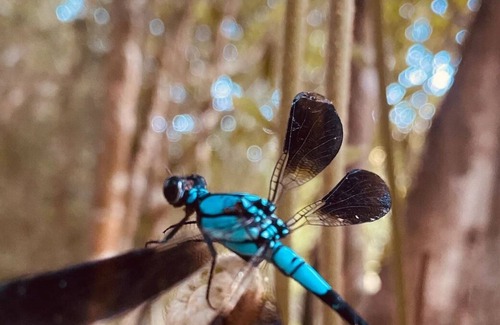 Malanda Cottage | Wildlife & River Cottage nestled in rainforest