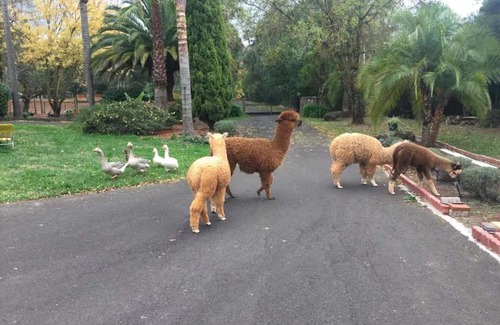 Wandin East Bed & Breakfast | Will's Wonderland B&B & Farmstay