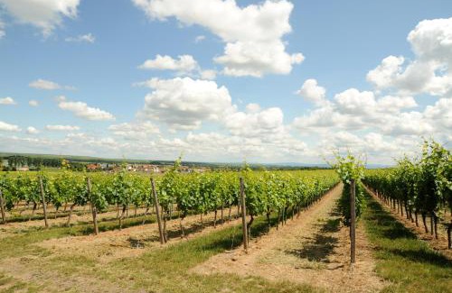 Hohen-Suelzen Hotel | Winzerhotel Kinges-Kessel