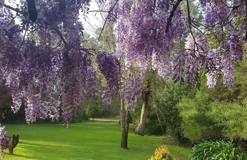 Deepdene Cottage | Wisteria Cottage Augusta