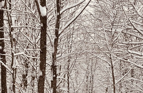 Tingwick Apartment | Wonderful ski in ski out