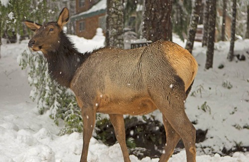 Enumclaw Cabin | Wonderland Lodge At Mt. Rainier - hot tub - Crystal Mountain