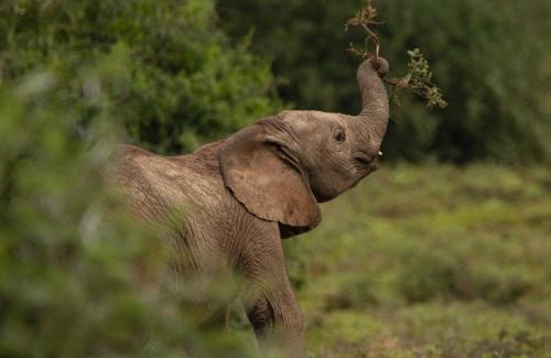 Sidbury Cabin | Woodbury Lodge – Amakhala Game Reserve