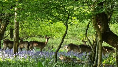 Cowbeech Other | Wyldewood Retreat - Luxury Glamping with Wild Spa