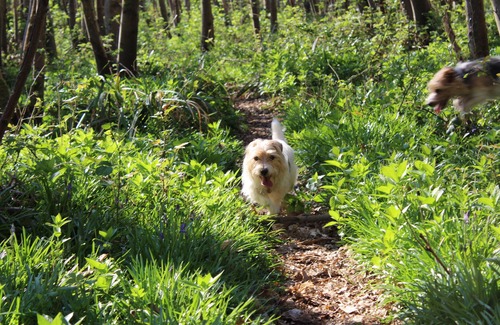 Graffham House | Yaffle Cottage. Home comfort in an idyllic woodland location