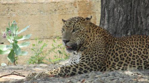 Yodakandiya Boat Rental | Yala safari jeep tours