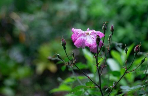 Izumi Villa | Yama'oto - Nature Luxury Stay