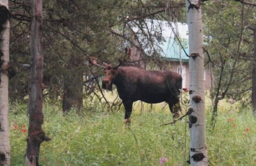 Island Park Cabin | YELLOWSTONE #1 CABIN-King sized bed & private bathroom! Dog friendly! HOT TUB!