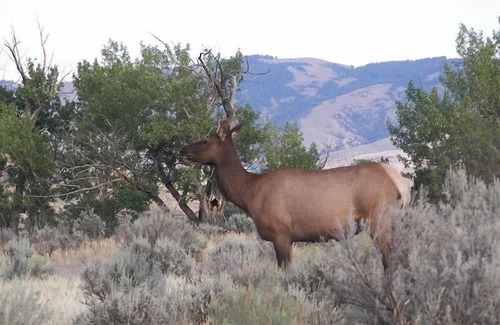 Gardiner Cabin | Yellowstone Park Riverfront Cabins