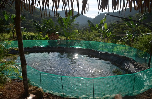 Pejibaye House | Your tropical getaway in the beautiful southern Pacific mountains of Costa Rica.