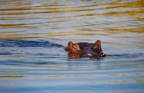 Komanyana Cabin | Zambezi Dusk