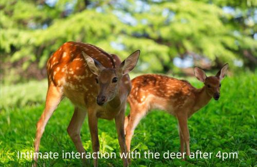 Chaoyang Hotel | Zhi Resort Beijing&Peafowl Garden&Breakfast with Deer&Private Hot Spring&Landscapes of a Thousand Acres&50 Meter Swimming Pool&Free Coffee&Close to Olympic Forest Park