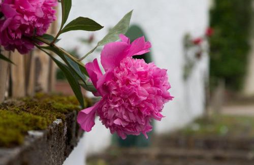 Ahrdorf Apartment | Zum-Goldenen-Schaf